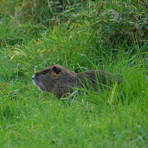 Papa Nutria