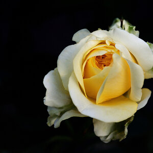 Geburtstagsrose 01x