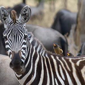 tansania serengeti zebra 2