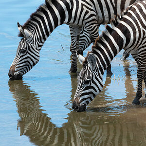 tansania serengeti zebra 3