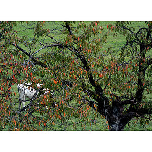 HerbstDSC 6470
