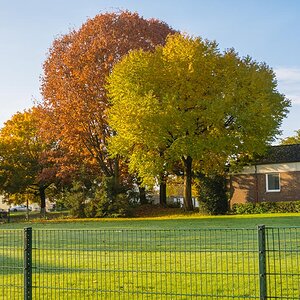 Herbstlaub