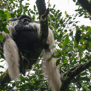 tansania arusha blackwhitemonkey