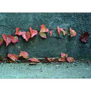 HerbstDSC 6485