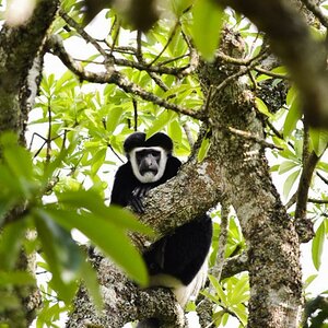 Colobus Arusha Nationalpark