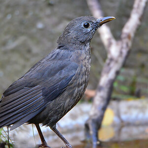 DSC 9383 Amsel