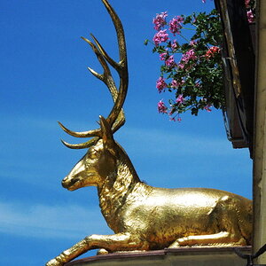 hirsch