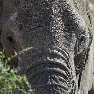 tansania elefant nah