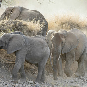tansania elefanten staub 1