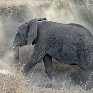 tansania elefanten staub 2