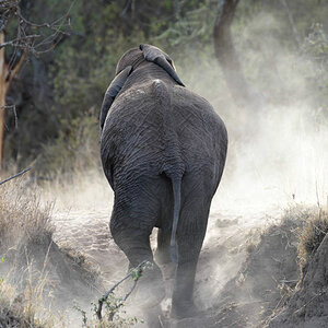 tansania serengeti elefant 1