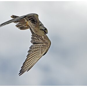 D75 0270 Falke Sturzflug II B