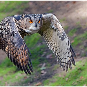 D75 0203 Eule im Anflug I