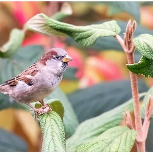 D75 0773 Spatz II A
