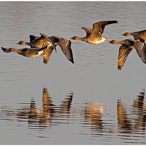 D75 0840 Gänse im Abendlicht IA 11 2015