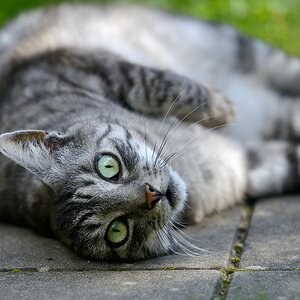 Einohrkatze