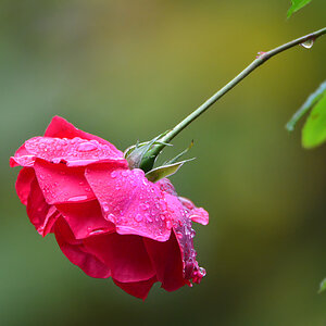 DSC 9398 Rose