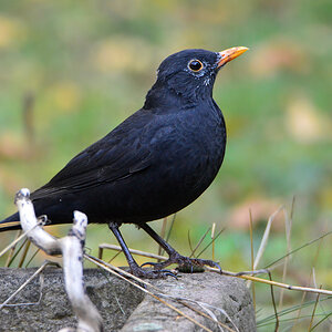 DSC 9384 Amsel