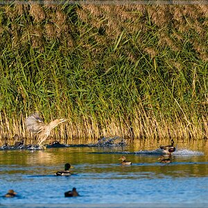 20151011 8069 [NIKON D810] 500 mm,1 1000 Sek. bei ƒ   4,0