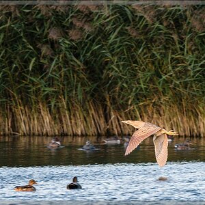 20151011 8132 [NIKON D810] 500 mm,1 640 Sek. bei ƒ   4,0
