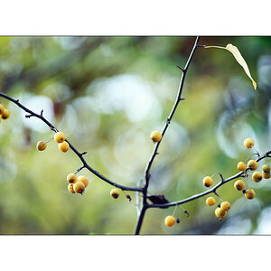 GartenPZ1 0301