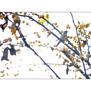 GartenPZ1 0305
