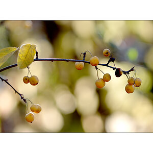 GartenPZ1 0311
