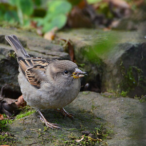 DSC 9443 Spatz