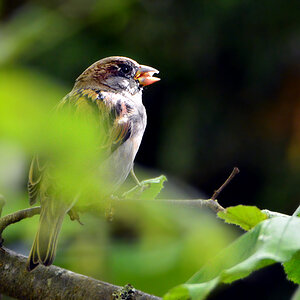 DSC 9440 Spatz
