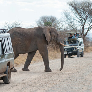 tansania tarangire elefanten crossing