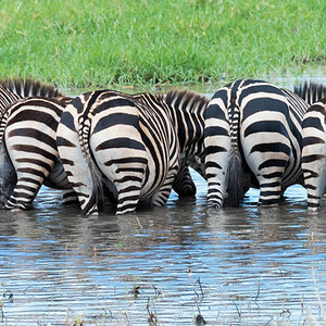 tansania tarangire zebras hintern