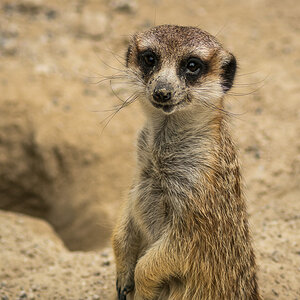 Erdmännchen