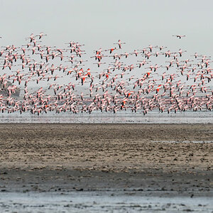 tansania lake natron flamingos