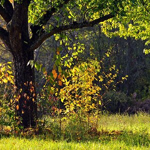 DSC 5268 Herbst