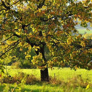 DSC 5264 Herbst