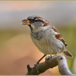 DSC 9480 Spatz