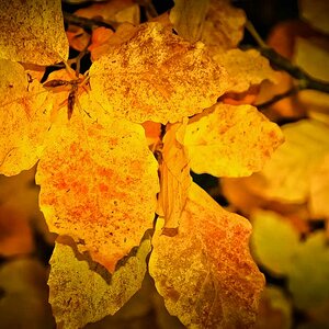 Gold im Wald