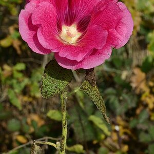 letzte Stockrose
