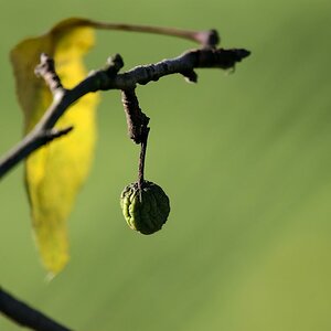 Herbst