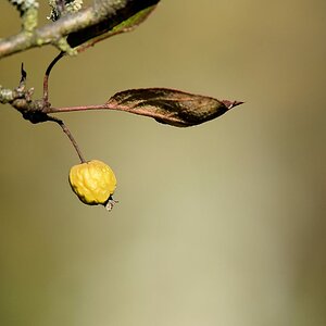 Herbst