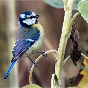DSC 7851 Blaumeise 1000 R 2
