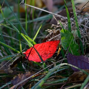 Herbst