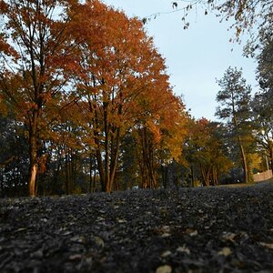 Herbst im Wald