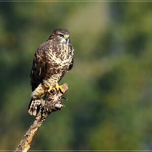 DSC 7856 Bussard 1000 R 2