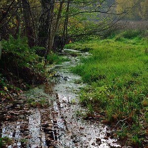 viel Wasser im Moor