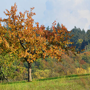 DSC 5145 Herbst