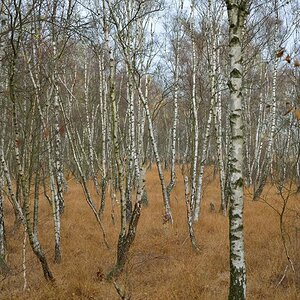 Birken im Moor