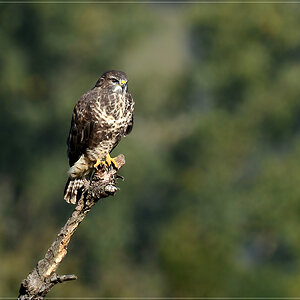 DSC 7856 Bussard 1000 R (2)