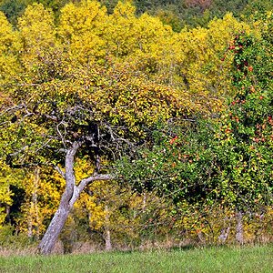 DSC 5152 Herbst