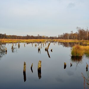 See mit Baumresten